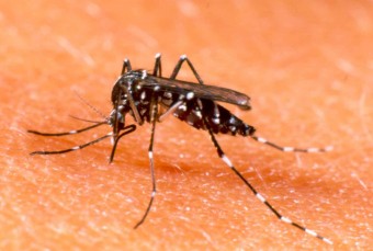 Aedes-aegypti