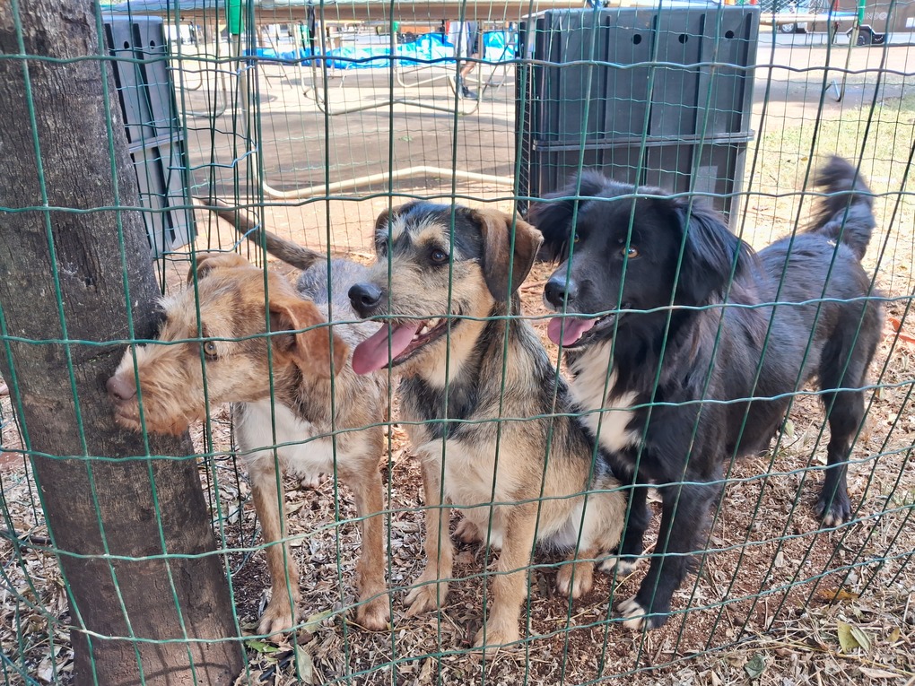 Feira de adoção de animais resgatados em rodovias será realizada em