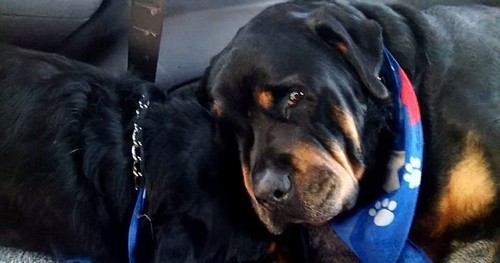 Emocionante: Rottweiler chora ao lado do irmão morto
