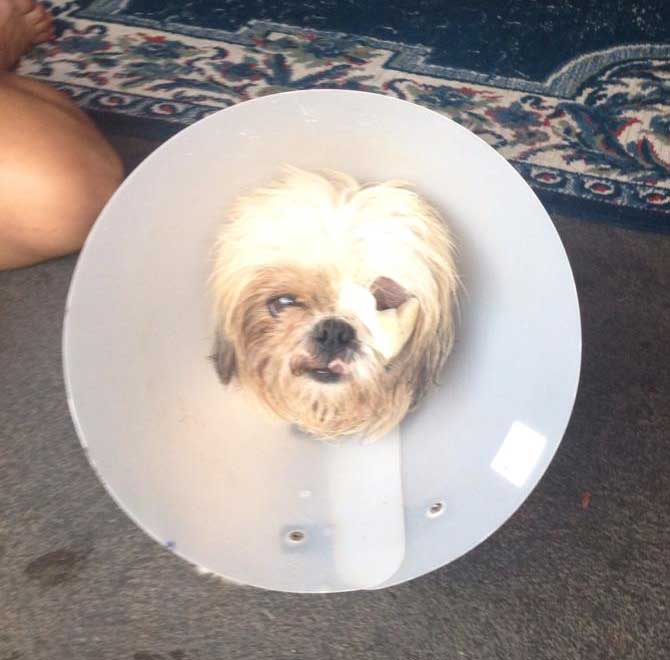 Homem espanca brutalmente duas cachorras na zona oeste