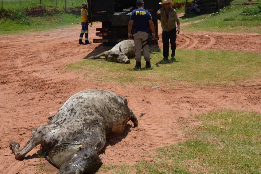 Polícia Rodoviária Federal de Marília recupera gado furtado