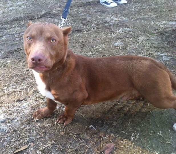 Cão misto de pit bull e daschund (salsicha) faz sucesso na internet