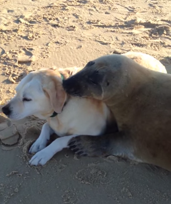 Vídeo fofo: Foca faz amizade com cachorro na praia