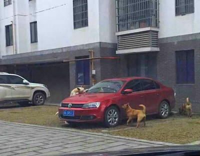 Cachorro de rua é chutado por motorista e faz vingança