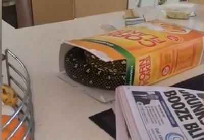 Homem encontra cobra de 2m em caixa de cereal