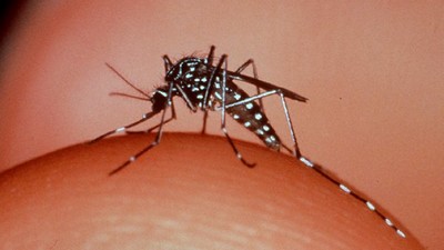 Mosquito da dengue modificado será solto em Piracicaba