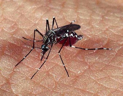 Repelente caseiro para se proteger da Dengue