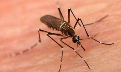 Como amenizar os desconfortos da dengue