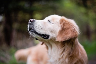 Cachorro cego vira cão de terapia e leva conforto para doentes