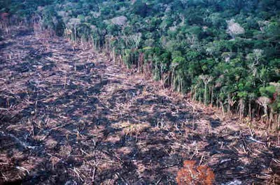 Alertas de desmatamento crescem 90,5% na Amazônia