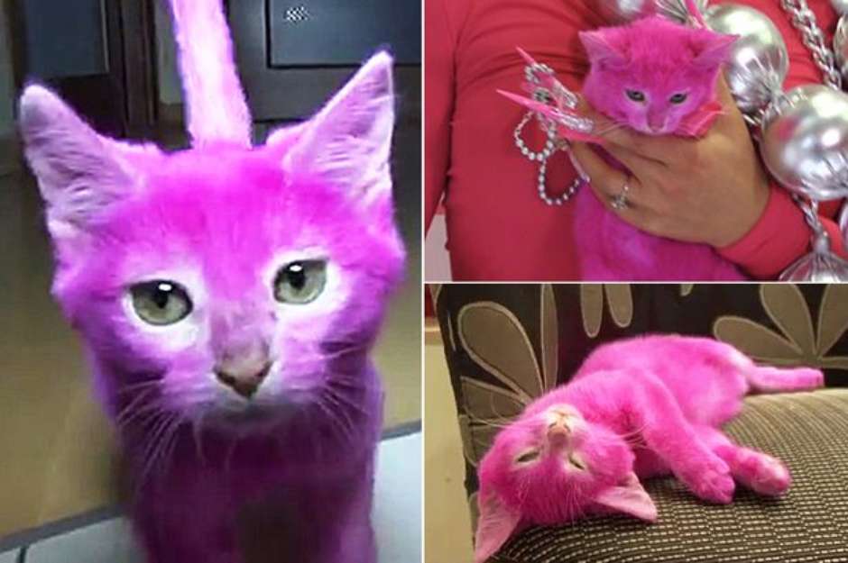 Gato morre ap s dona o tingir de rosa para festa