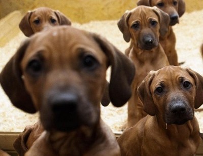 Homem envia sem querer vídeo de sexo com cão à namorada