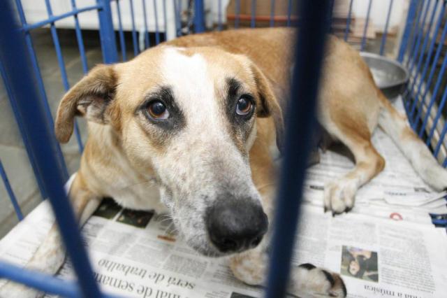 Câmara aprova prisão para quem maltratar animais