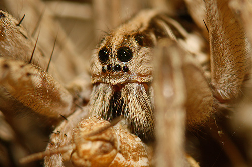 Homem tem surpresa ao tentar matar uma aranha