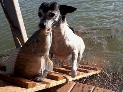 Você é um bom pescador? Essa cachorrinha vai te deixar envergonhado!