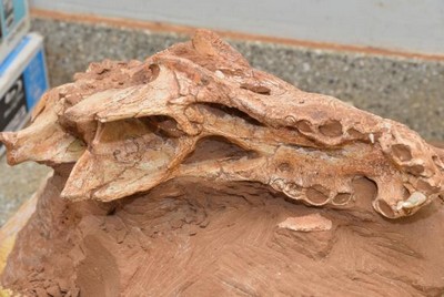 Fóssil de dinossauro encontrado em Marília é estudado