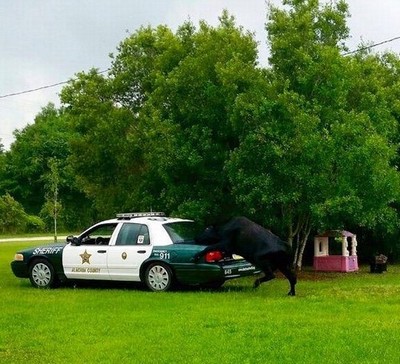 Touro decide fazer amor com carro da polícia