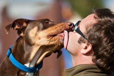 Pesquisadores acreditam que beijos dos cães podem fazer bem à saúde