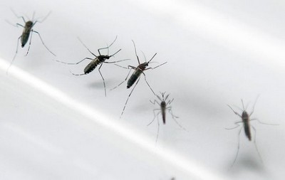 Febre “Zika”: Alerta para novo vírus no País