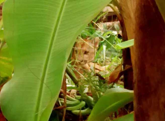 Onça invade casa no bairro Santa Antonieta