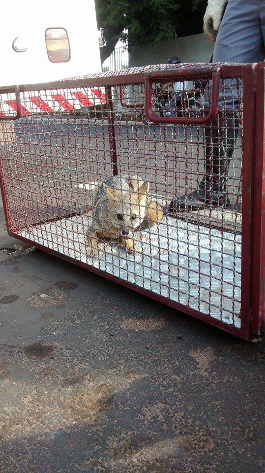 Raposa é resgatada por Bombeiros na zona norte