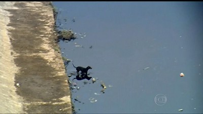 Cachorro pula no Rio Tietê para recolher lixo