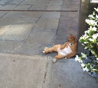 Gato é fotografado de forma bizarra na maior preguiça