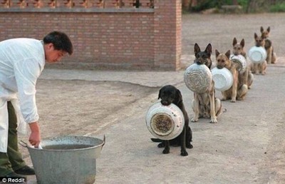 Cães policiais protagonizam cena de derreter o coração