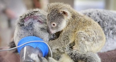 Filhote de coala não desgruda da mãe durante cirurgia