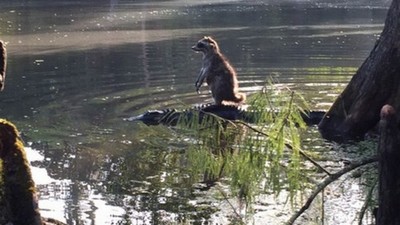 Guaxinim atravessa rio em cima de jacaré