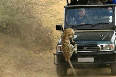 Leopardo ataca braço de guia durante safári em parque