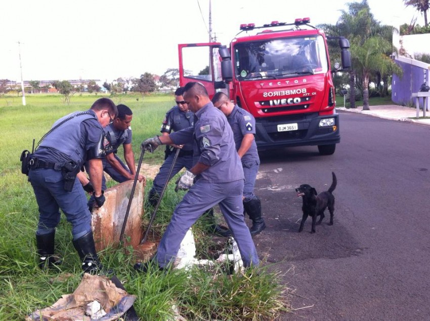 Cão é resgatado de bueiro na zona leste de Marília