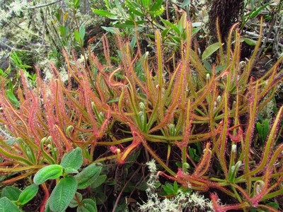 Planta carnívora é descoberta no Brasil através de foto