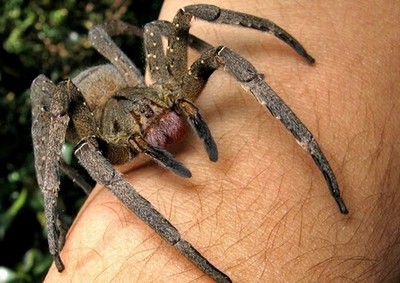 Picada de aranha brasileira pode ser o substituto do Viagra