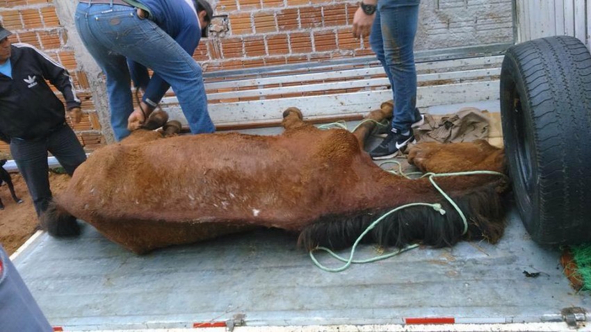 Maus-tratos: Cavalo morre abandonado e revolta moradores