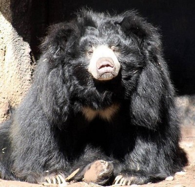 Urso morre com o “coração partido” em zoológico