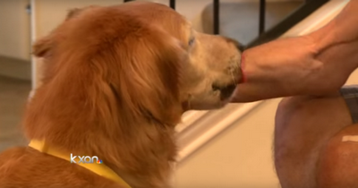 Cachorro salva a vida de seu dono após acidente de trânsito