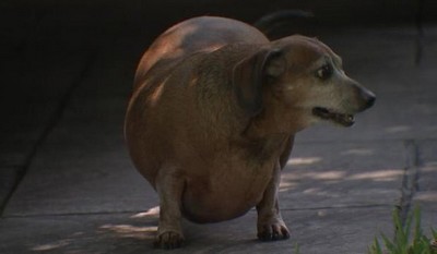 Cão salsicha ‘superobeso’ choca funcionários de abrigo