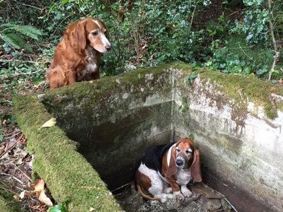 Cadela passa uma semana ao lado de cão preso em buraco