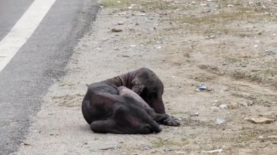 Abandonado, cão recebe ajuda e tem recuperação incrível