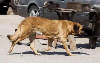 Criança de 3 anos é encontrada bebendo leite de uma cadela