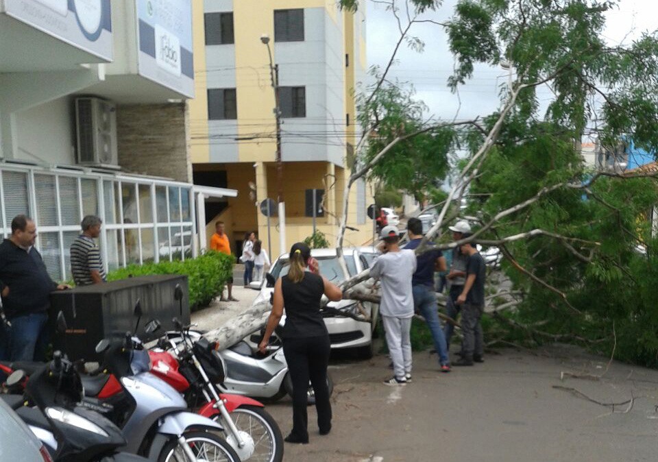 Árvore de 10 metros cai no centro de Marília