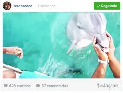 Golfinho devolve celular de turista que deixou cair no mar