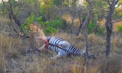 Leopardo leva susto após carcaça de zebra ‘explodir’