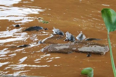 Ibama registra 9 toneladas de peixes mortos no rio Doce