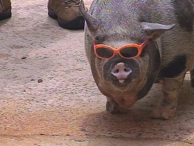 Porco de estimação que toma cerveja causa briga de vizinhos