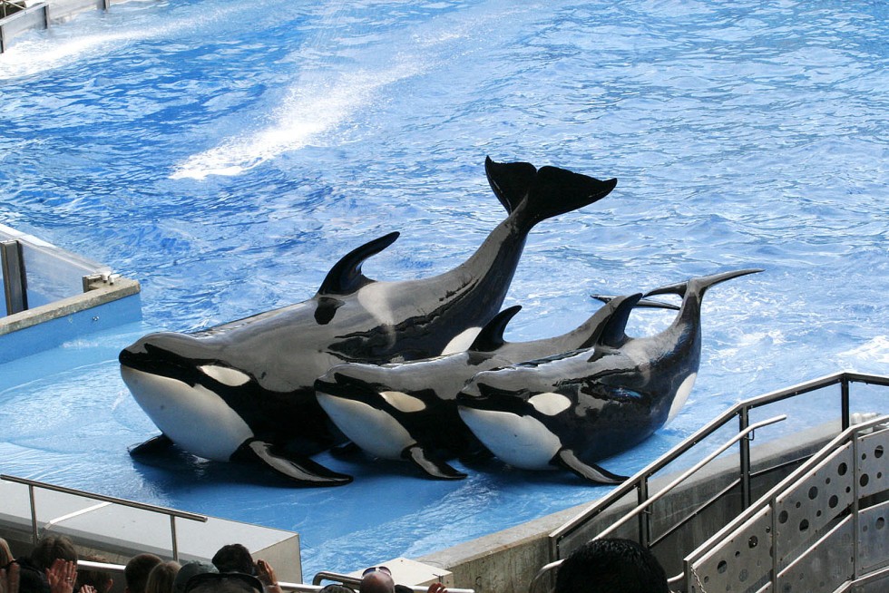 Believe show at Sea World Orlando