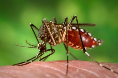 Verão de alerta para Dengue, Zika e Chikungunya