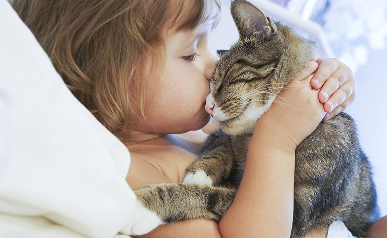 animais-cachorro-gato-coelho-passarinho-rato-petrede