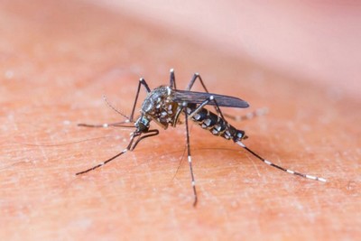 OMS emite alerta global sobre Zika vírus